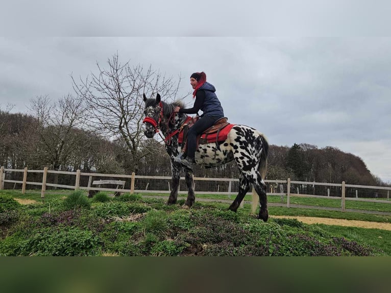 Appaloosa Giumenta 3 Anni 136 cm Leopard in Linkenbach
