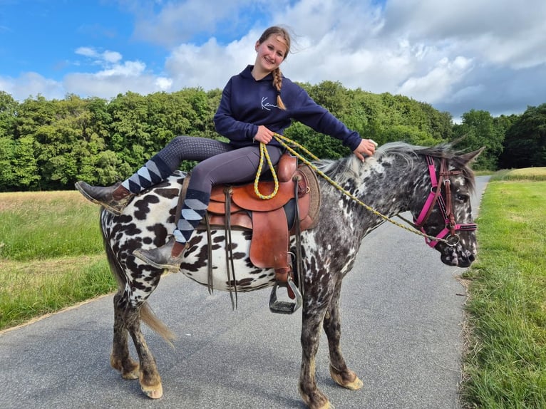 Appaloosa Giumenta 3 Anni 136 cm Leopard in Linkenbach