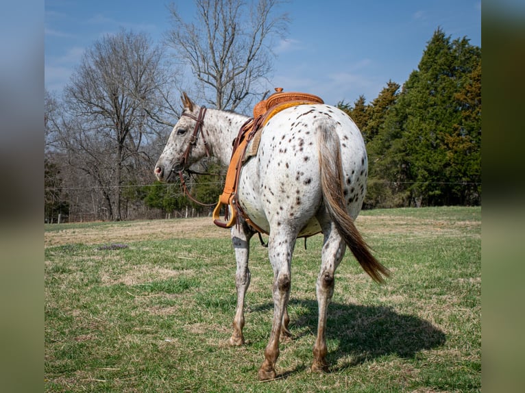 Appaloosa Giumenta 3 Anni 145 cm Sauro scuro in Greenville Ky