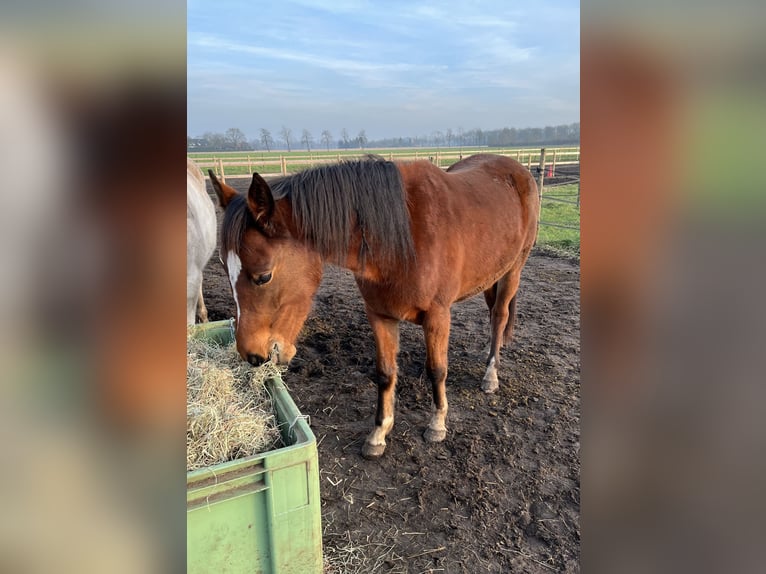 Appaloosa Mix Giumenta 3 Anni 150 cm Baio ciliegia in America