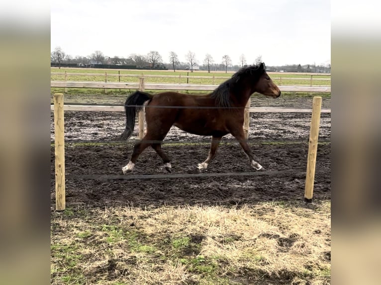 Appaloosa Mix Giumenta 3 Anni 150 cm Baio ciliegia in America