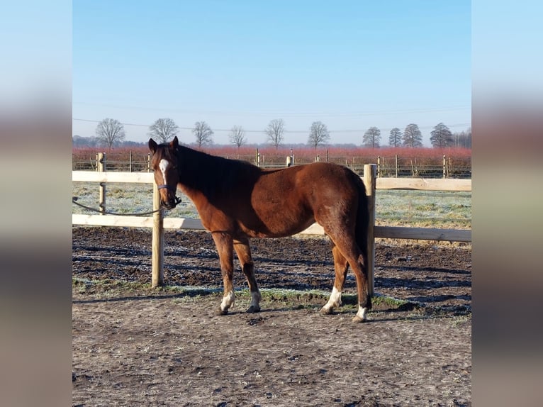 Appaloosa Mix Giumenta 3 Anni 150 cm Baio ciliegia in America