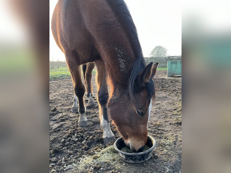 Appaloosa Mix Giumenta 3 Anni 150 cm Baio ciliegia in America