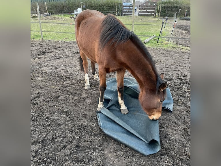 Appaloosa Mix Giumenta 3 Anni 150 cm Baio ciliegia in America