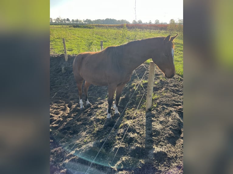 Appaloosa Mix Giumenta 3 Anni 150 cm Baio ciliegia in America