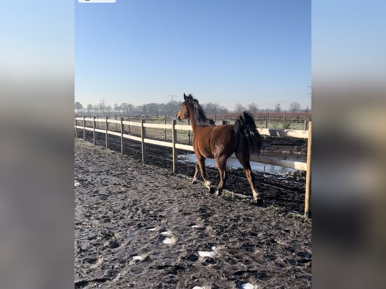 Appaloosa Mix Giumenta 3 Anni 150 cm Baio ciliegia in America