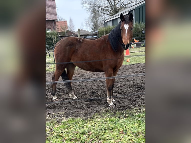 Appaloosa Mix Giumenta 3 Anni 150 cm Baio ciliegia in America