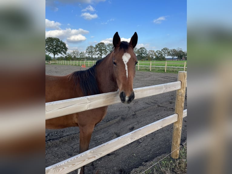 Appaloosa Mix Giumenta 3 Anni 150 cm Baio ciliegia in America