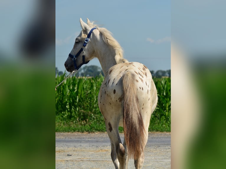 Appaloosa Giumenta 3 Anni 150 cm Leopard in radziejów