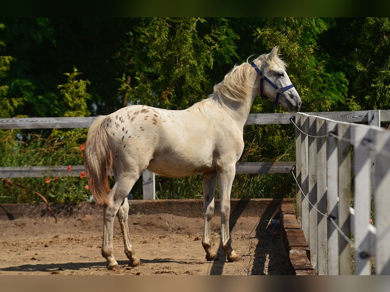 Appaloosa Giumenta 3 Anni 150 cm Leopard in radziejów