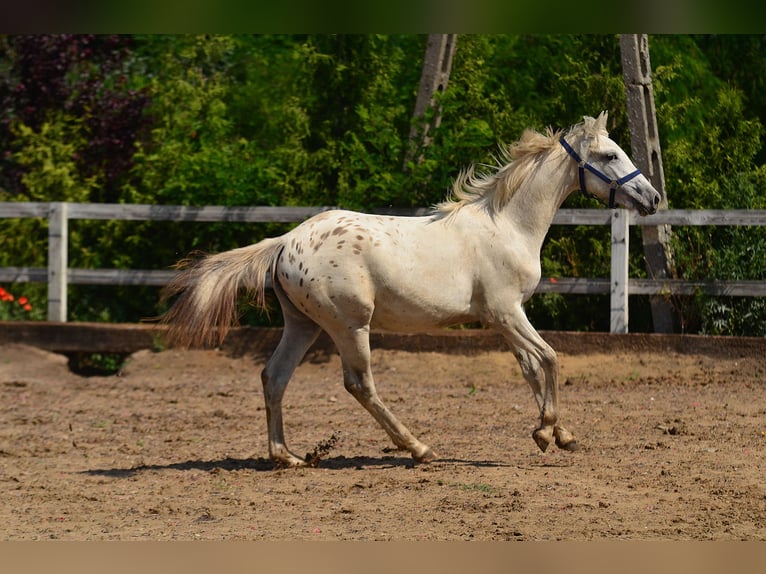 Appaloosa Giumenta 3 Anni 150 cm Leopard in radziejów