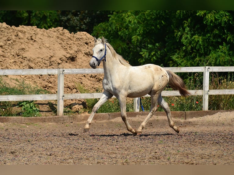 Appaloosa Giumenta 3 Anni 150 cm Leopard in radziejów