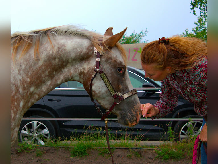 Appaloosa Giumenta 3 Anni 151 cm Leopard in Brielle