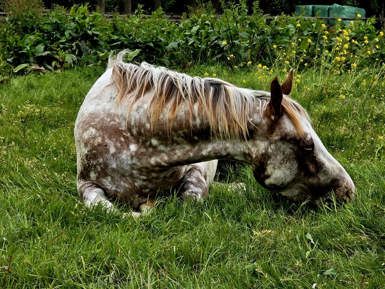 Appaloosa Giumenta 3 Anni 151 cm Leopard in Brielle