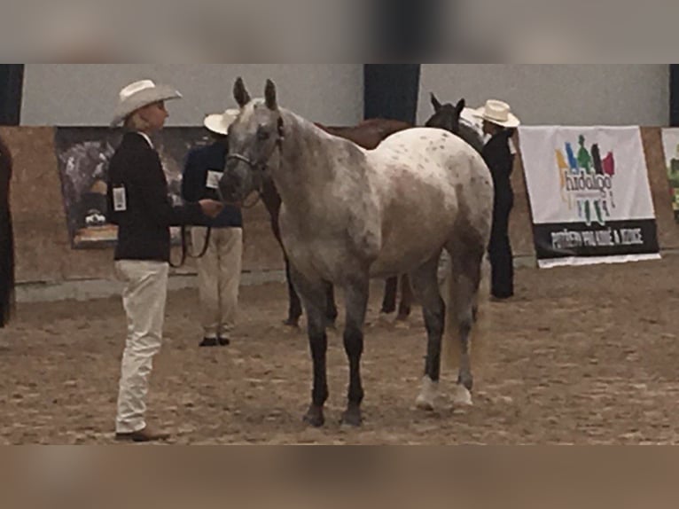 Appaloosa Giumenta 3 Anni 152 cm Grullo in Beratzhausen