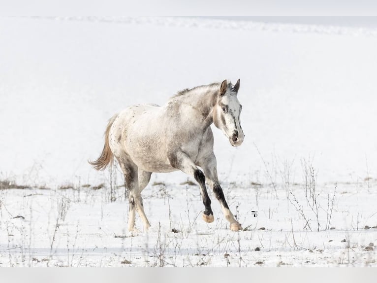 Appaloosa Giumenta 3 Anni 152 cm Grullo in Beratzhausen