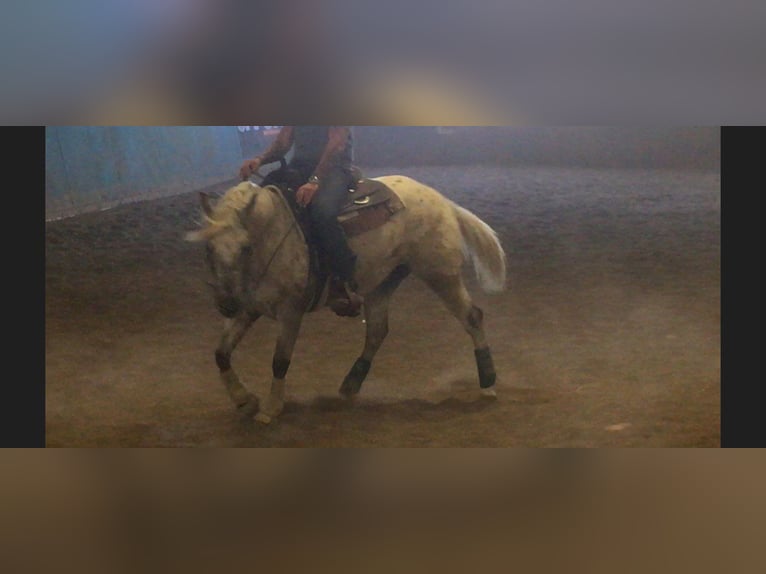 Appaloosa Giumenta 3 Anni 152 cm Grullo in Beratzhausen