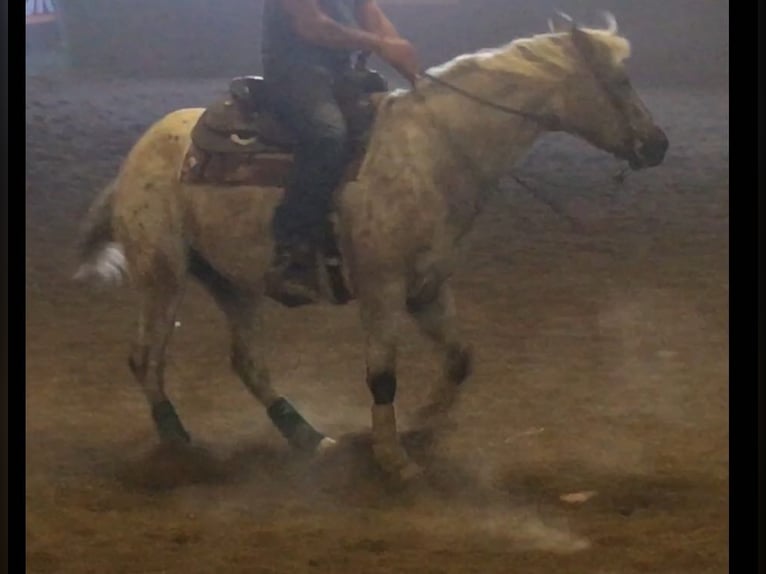 Appaloosa Giumenta 3 Anni 152 cm Grullo in Beratzhausen