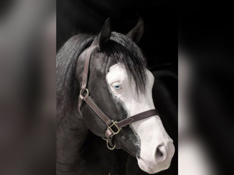 Appaloosa Giumenta 3 Anni 152 cm Grullo in Beratzhausen