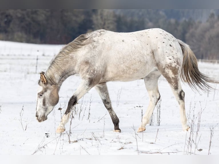 Appaloosa Giumenta 3 Anni 152 cm Grullo in Beratzhausen