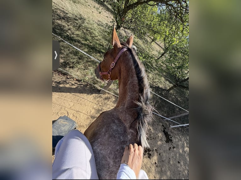 Appaloosa Mix Giumenta 3 Anni 153 cm Baio roano in Rechnitz