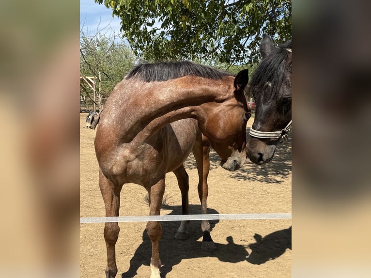 Appaloosa Mix Giumenta 3 Anni 153 cm Baio roano in Rechnitz