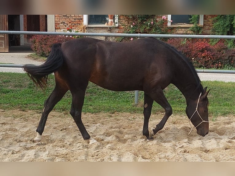 Appaloosa Giumenta 3 Anni 153 cm Baio scuro in Weißkirchen