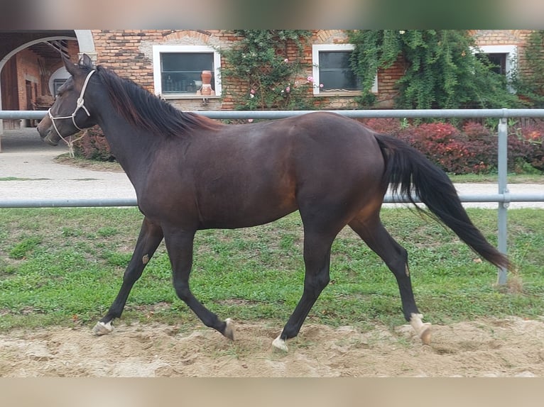 Appaloosa Giumenta 3 Anni 153 cm Baio scuro in Weißkirchen