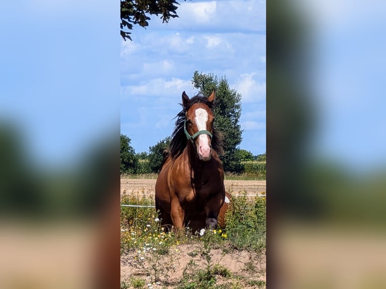 Appaloosa Giumenta 3 Anni 155 cm Baio in Jerichow