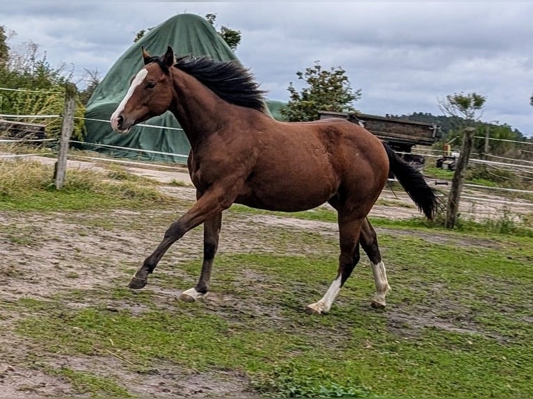 Appaloosa Giumenta 3 Anni 155 cm Baio in Jerichow