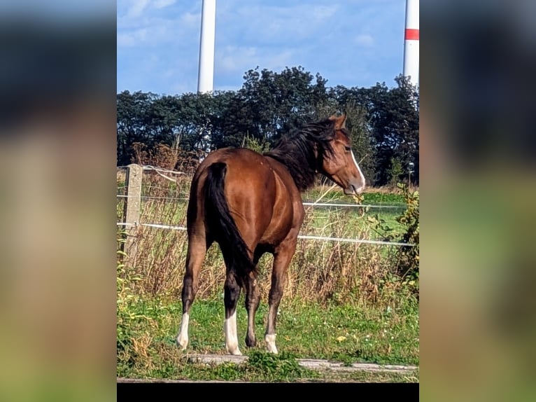 Appaloosa Giumenta 3 Anni 155 cm Baio in Jerichow