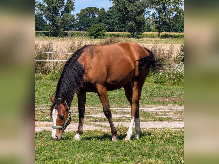 Appaloosa Giumenta 3 Anni 155 cm Baio in Jerichow