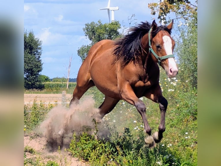 Appaloosa Giumenta 3 Anni 155 cm Baio in Jerichow