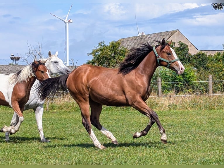 Appaloosa Giumenta 3 Anni 155 cm Baio in Jerichow