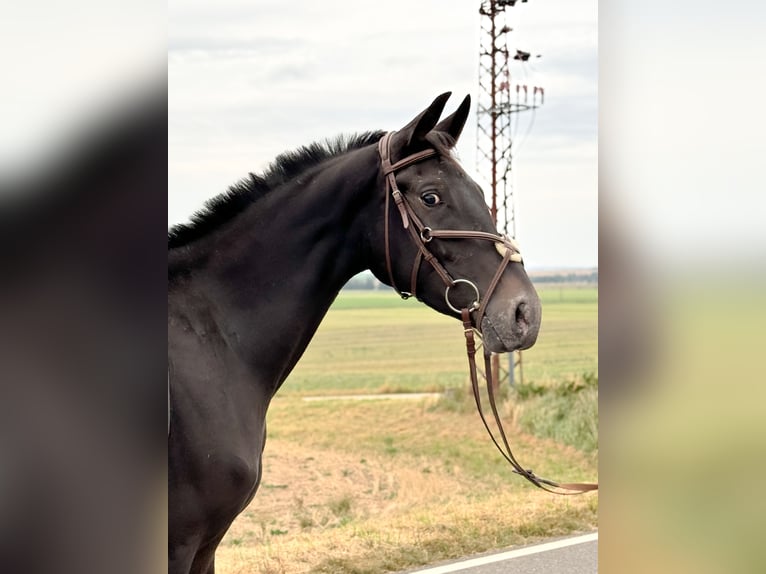 Appaloosa Giumenta 3 Anni 155 cm Morello in Wülperode