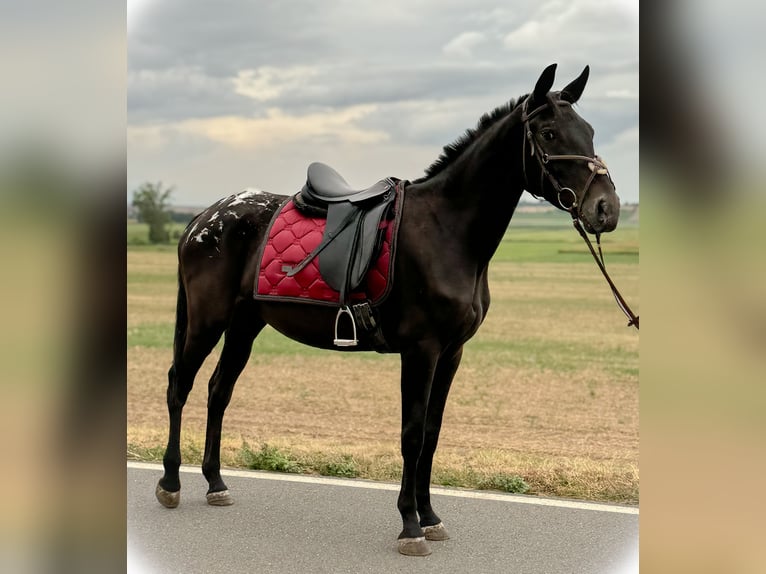 Appaloosa Giumenta 3 Anni 155 cm Morello in Wülperode