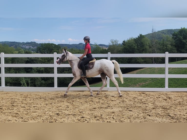 Appaloosa Giumenta 3 Anni 158 cm Leopard in Morsbach
