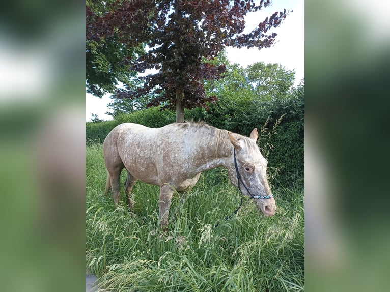 Appaloosa Giumenta 3 Anni 160 cm Leopard in Gangelt