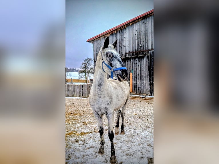 Appaloosa Mix Giumenta 3 Anni 160 cm Roano blu in Neuenmarkt