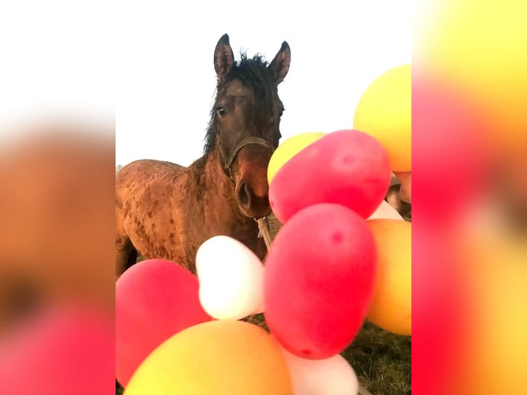 Appaloosa Mix Giumenta 3 Anni 163 cm Grullo in Ruinen