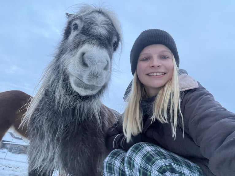 Appaloosa Giumenta 3 Anni 76 cm Grigio pezzato in Pei&#xDF;enberg