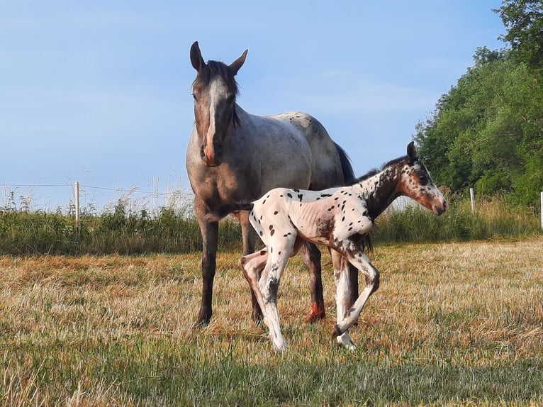 Appaloosa Giumenta 3 Anni Morello in Ransweiler