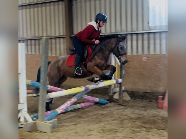 Appaloosa Giumenta 4 Anni 128 cm Roano rosso in Sligo