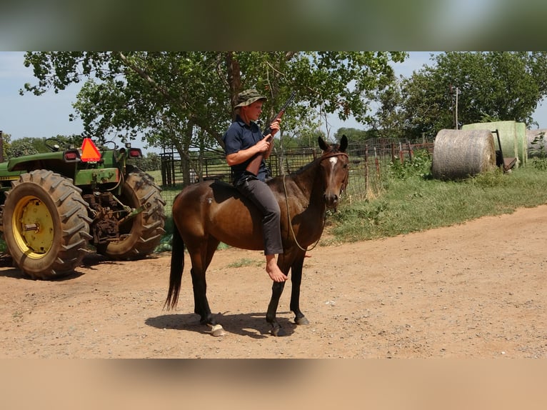 Appaloosa Mix Giumenta 4 Anni 142 cm Baio ciliegia in Perkins