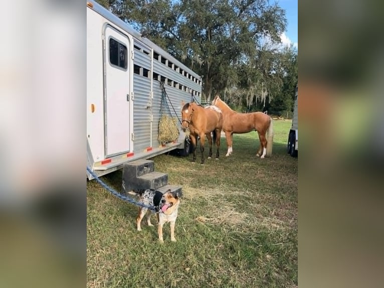 Appaloosa Giumenta 4 Anni 142 cm Falbo in Alpharetta