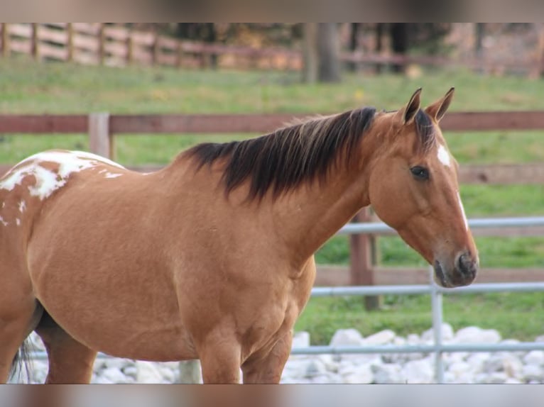 Appaloosa Giumenta 4 Anni 142 cm Falbo in Alpharetta