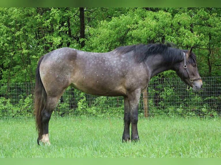 Appaloosa Giumenta 4 Anni 145 cm Baio ciliegia in Howell
