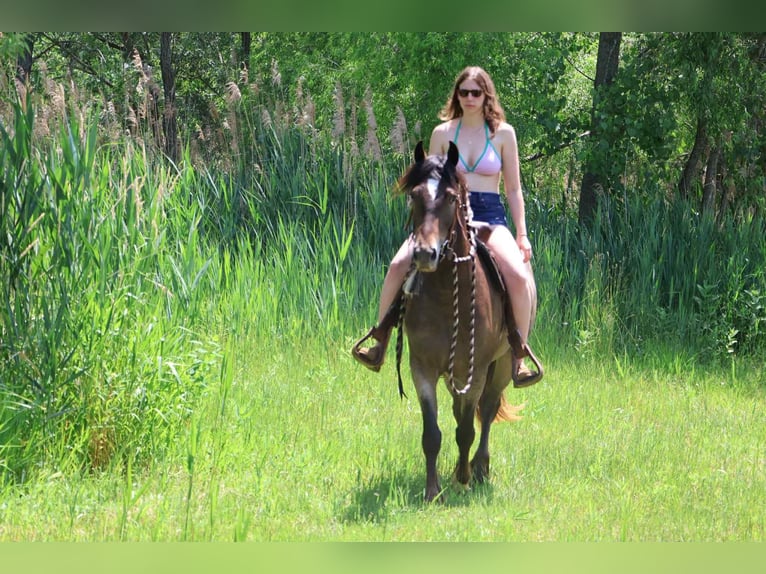 Appaloosa Giumenta 4 Anni 145 cm Baio ciliegia in Howell