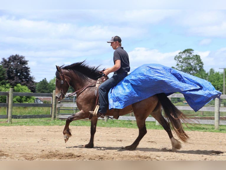 Appaloosa Giumenta 4 Anni 145 cm Baio ciliegia in Howell
