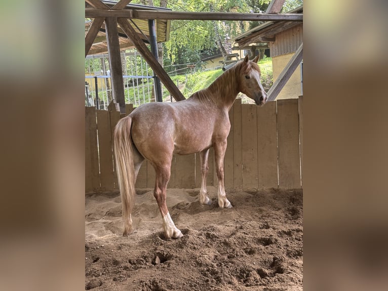 Appaloosa Mix Giumenta 4 Anni 145 cm  in Klagenfurt